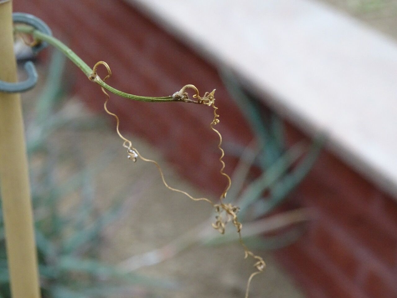 Xerosicyos perrieri bark