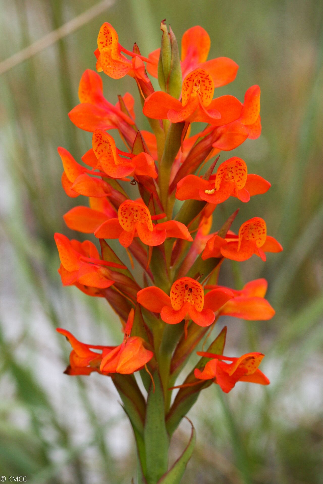 Disa incarnata — houseplant care guide