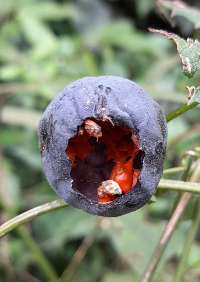Passiflora misera fruit
