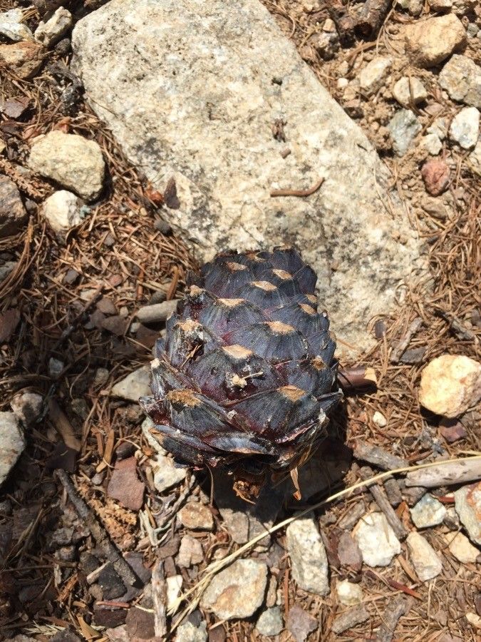 Pinus albicaulis fruit
