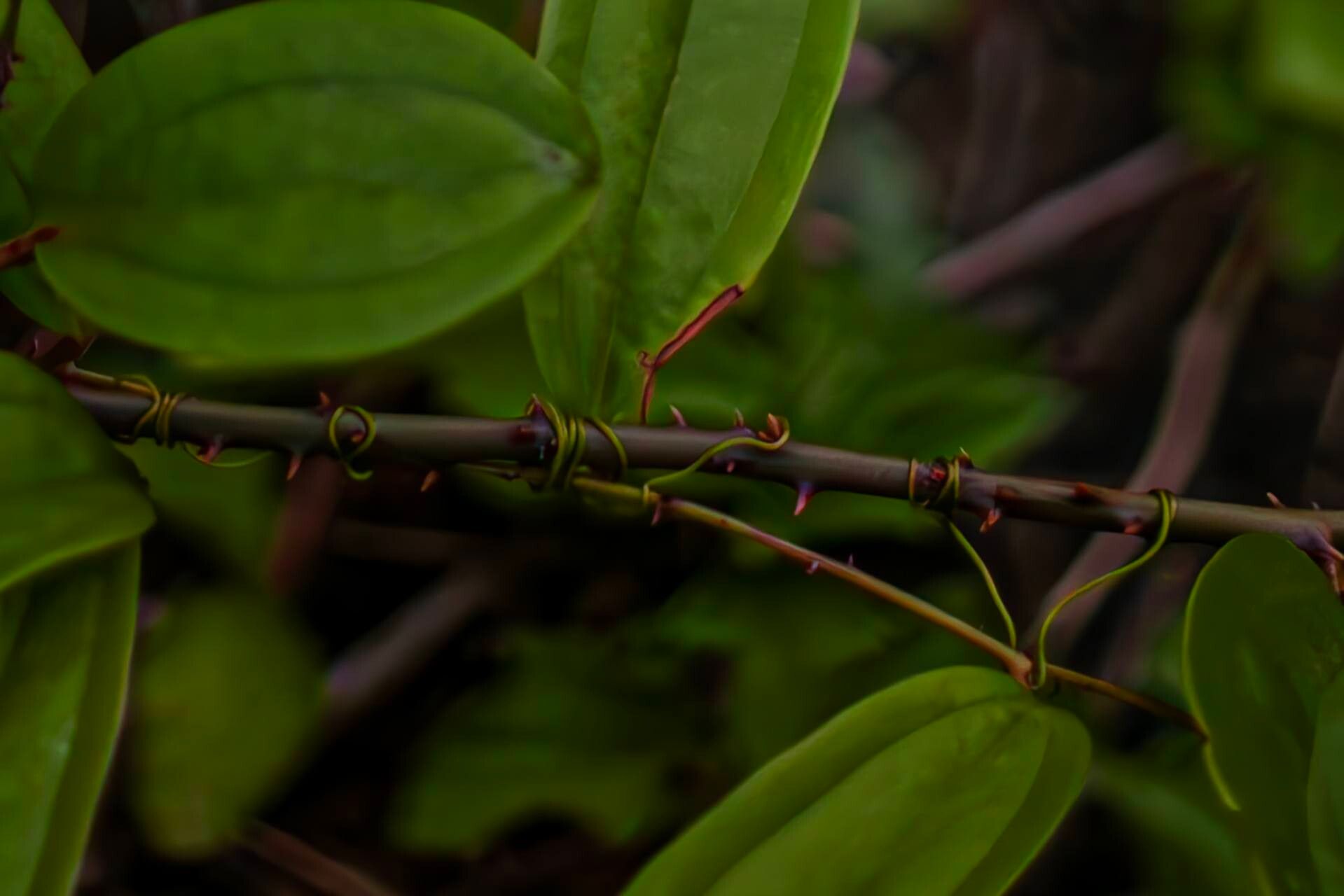 Smilax glabra bark