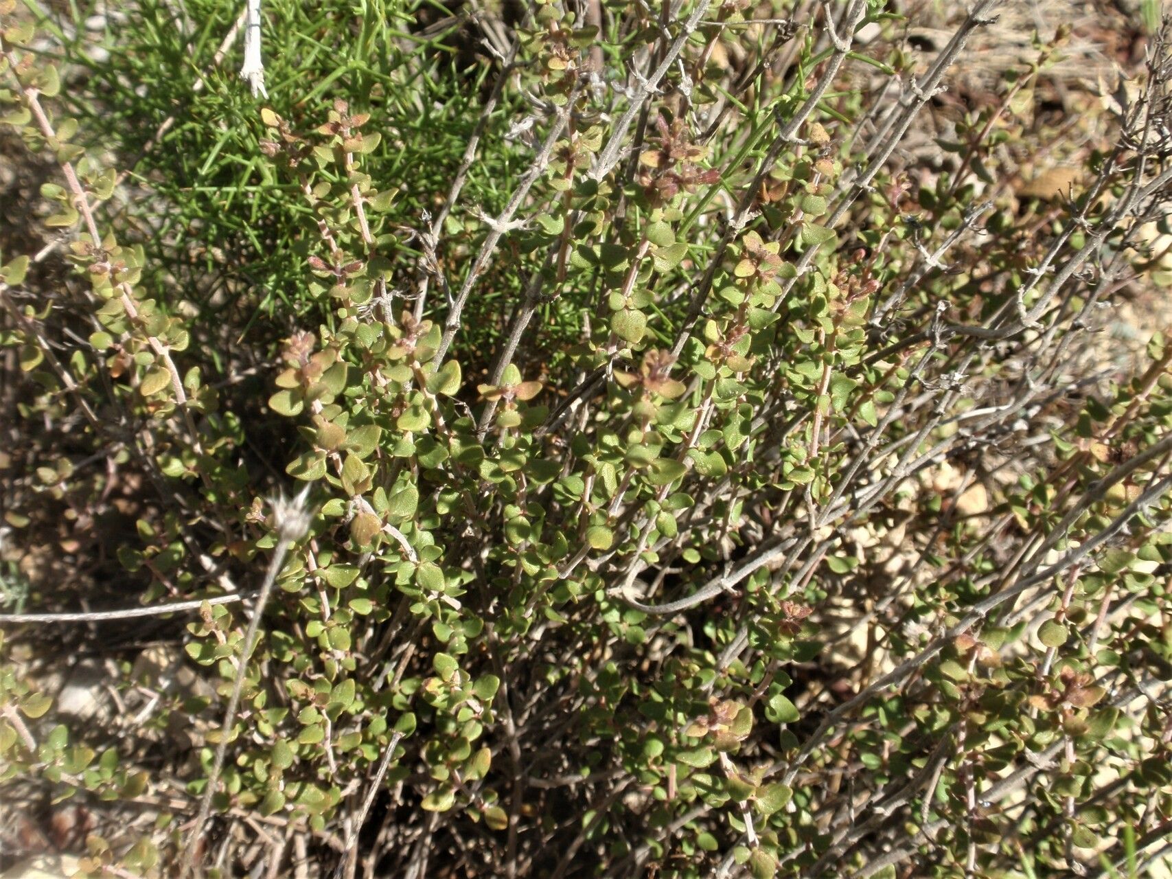 Thymus piperella leaf