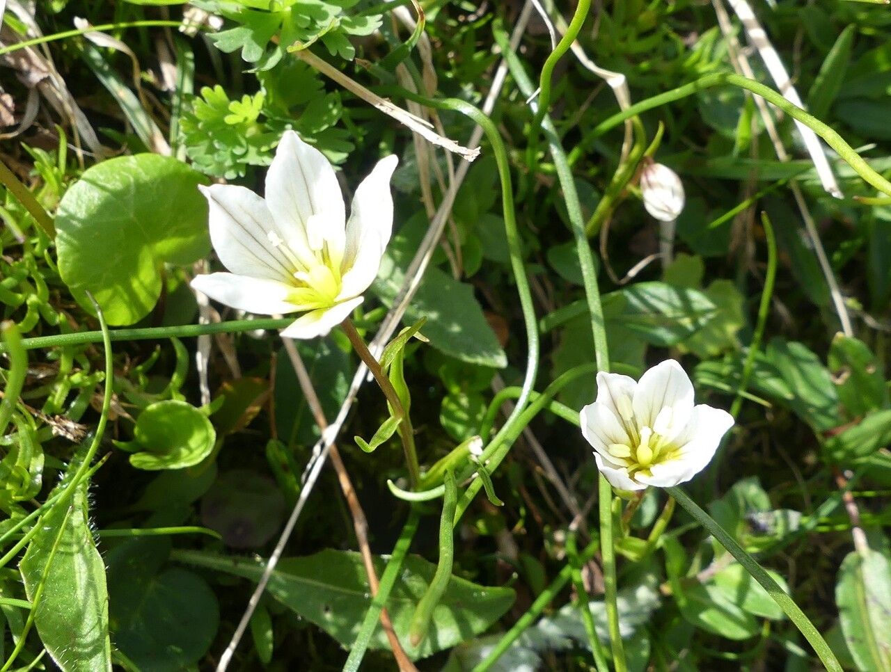 Gagea serotina flower