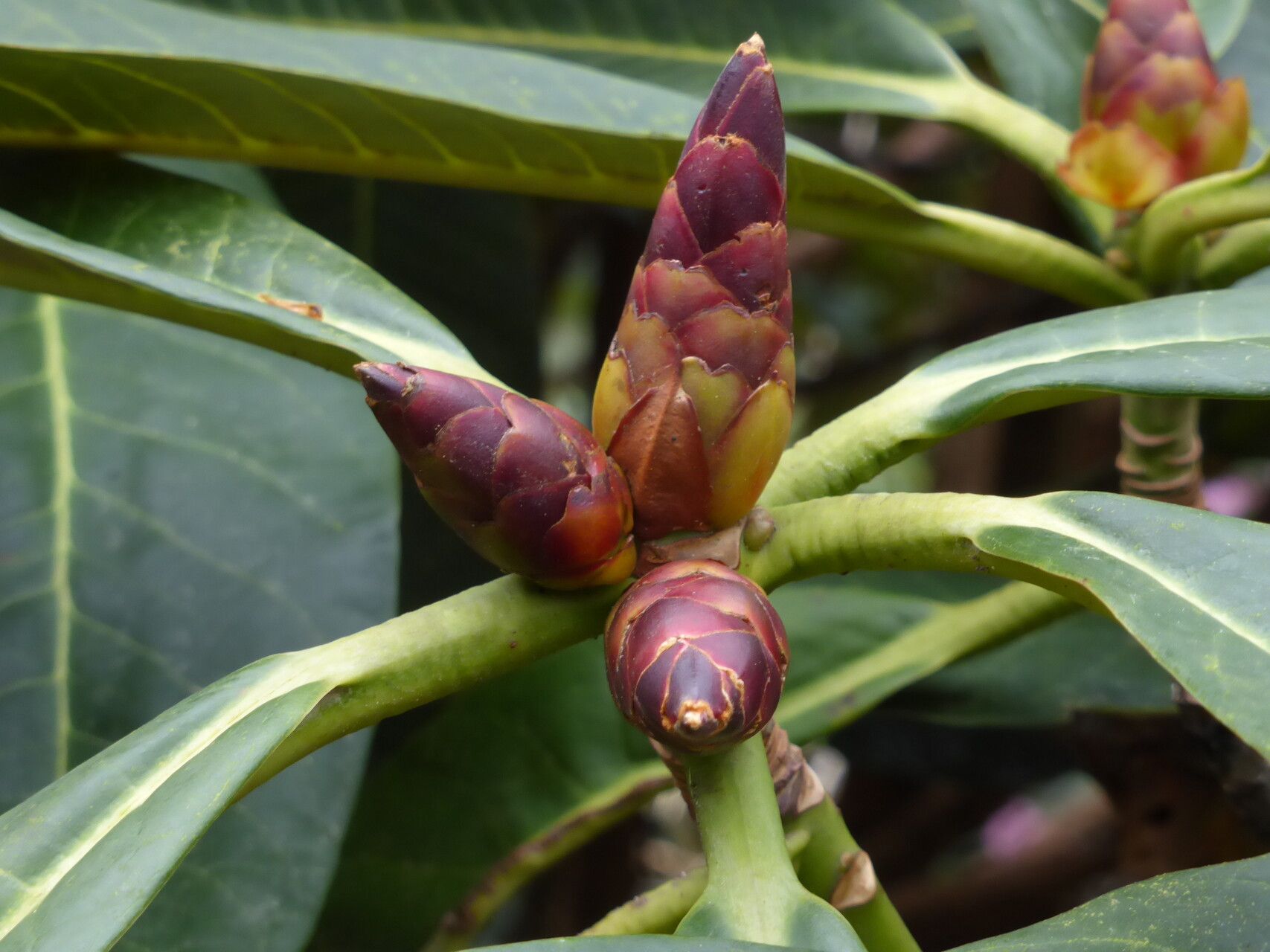 Rhododendron magnificum leaf