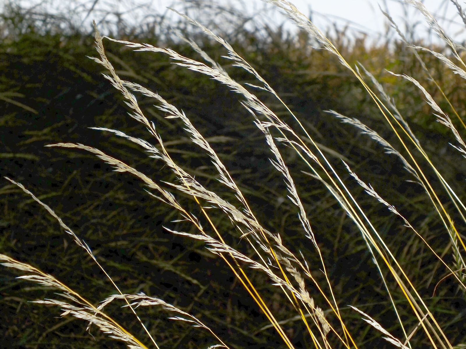 Arrhenatherum elatius fruit
