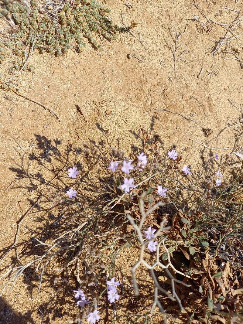 Limonium syracusanum — houseplant care guide