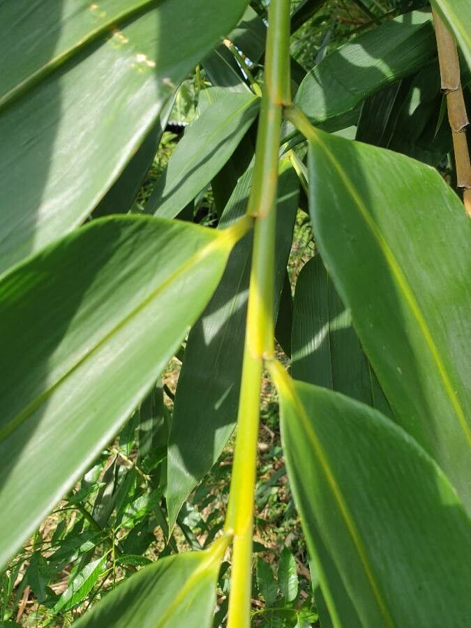 Dendrocalamus latiflorus — related species from the same genus