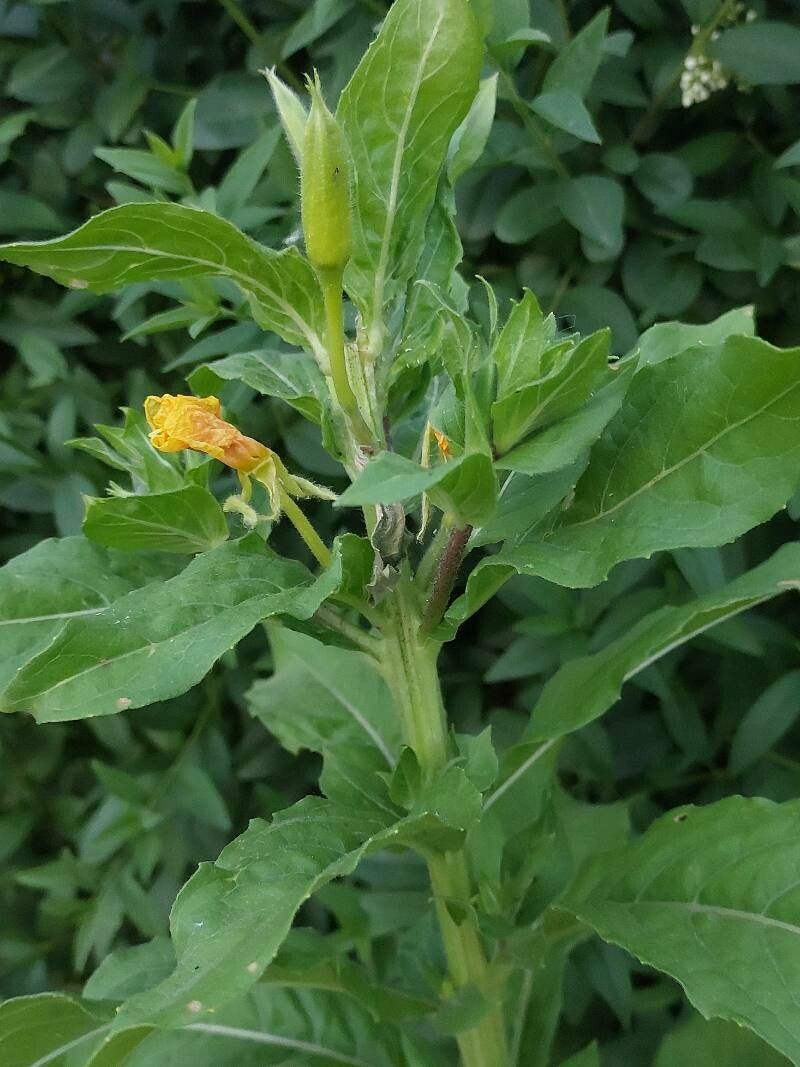 Oenothera villosa leaf