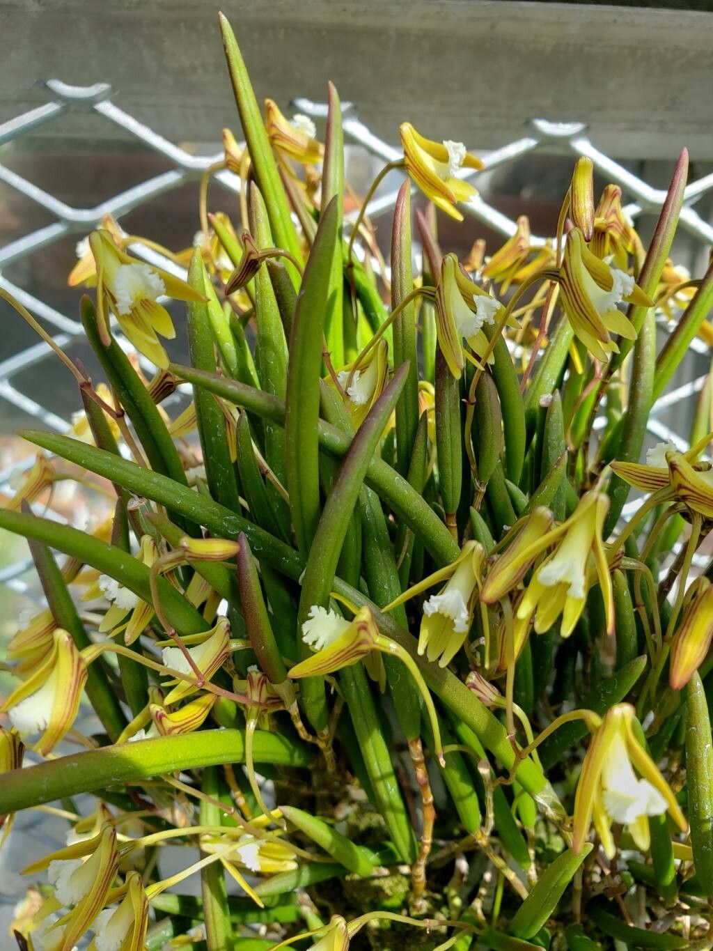 Dendrobium striolatum — houseplant care guide