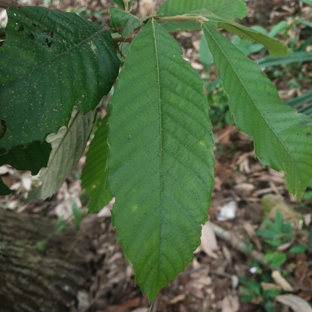 Castanopsis indica leaf