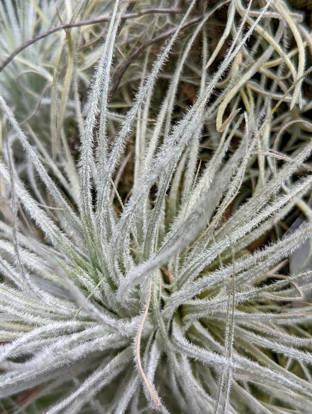 Tillandsia tectorum