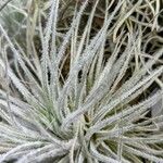 Tillandsia tectorum
