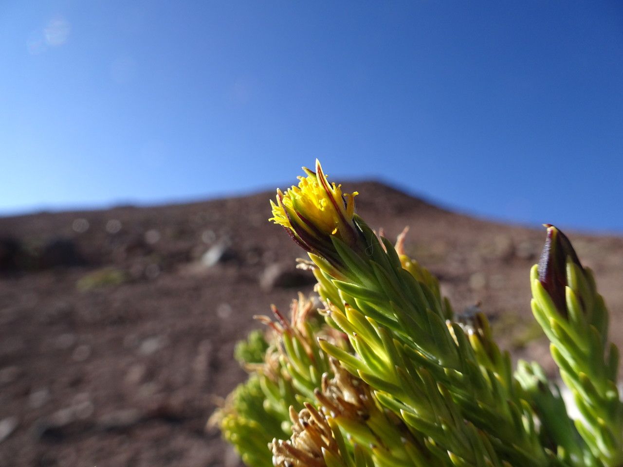 Werneria juniperina flower