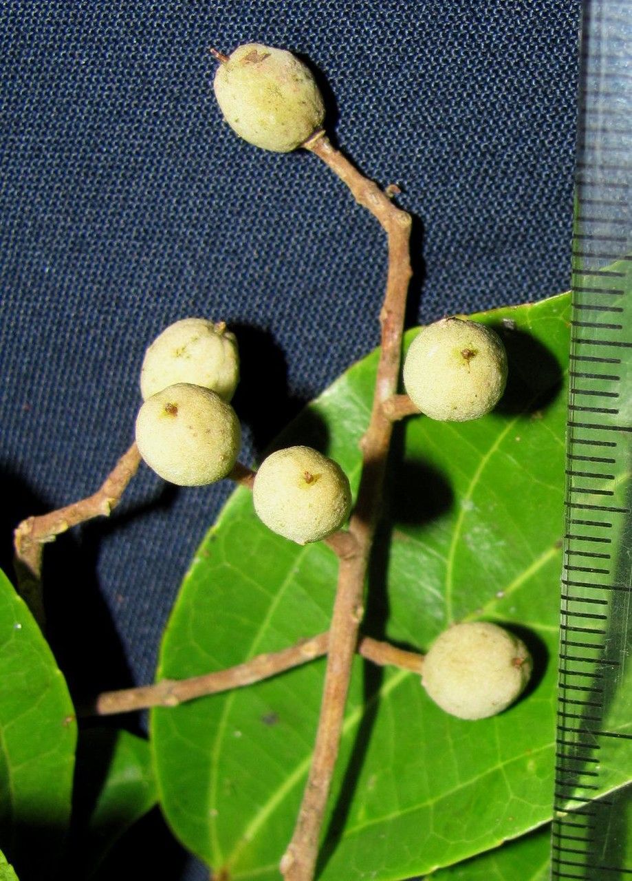 Pleuranthodendron lindenii fruit