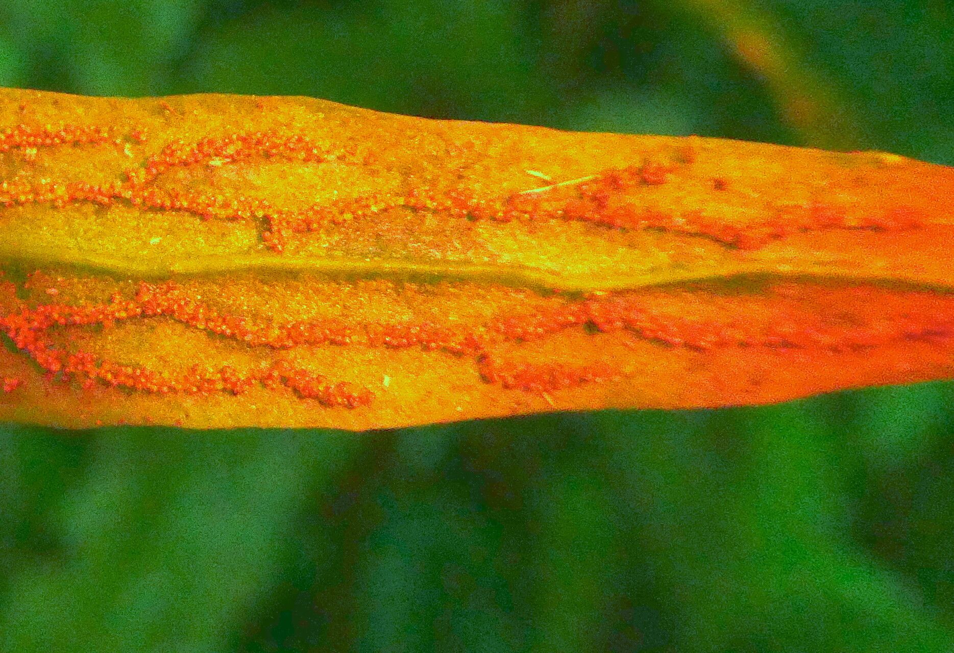 Antrophyum lanceolatum other