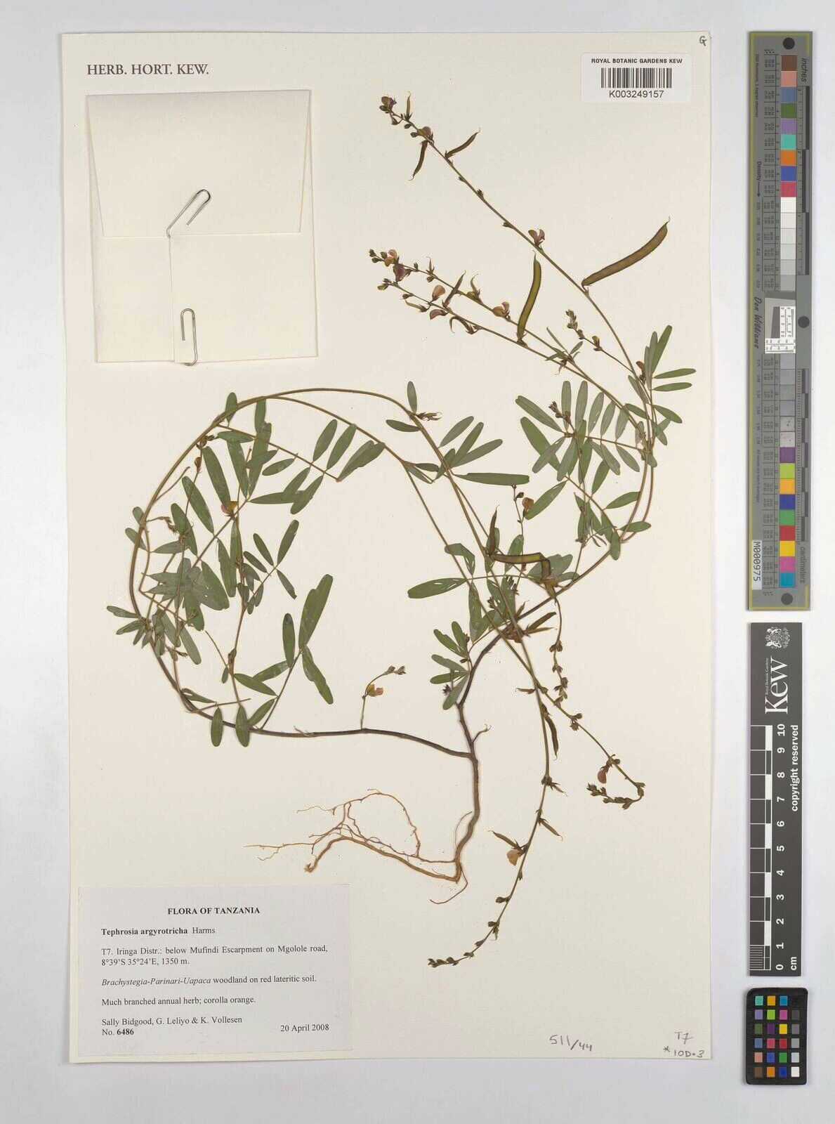 Tephrosia argyrotricha — related species from the same genus