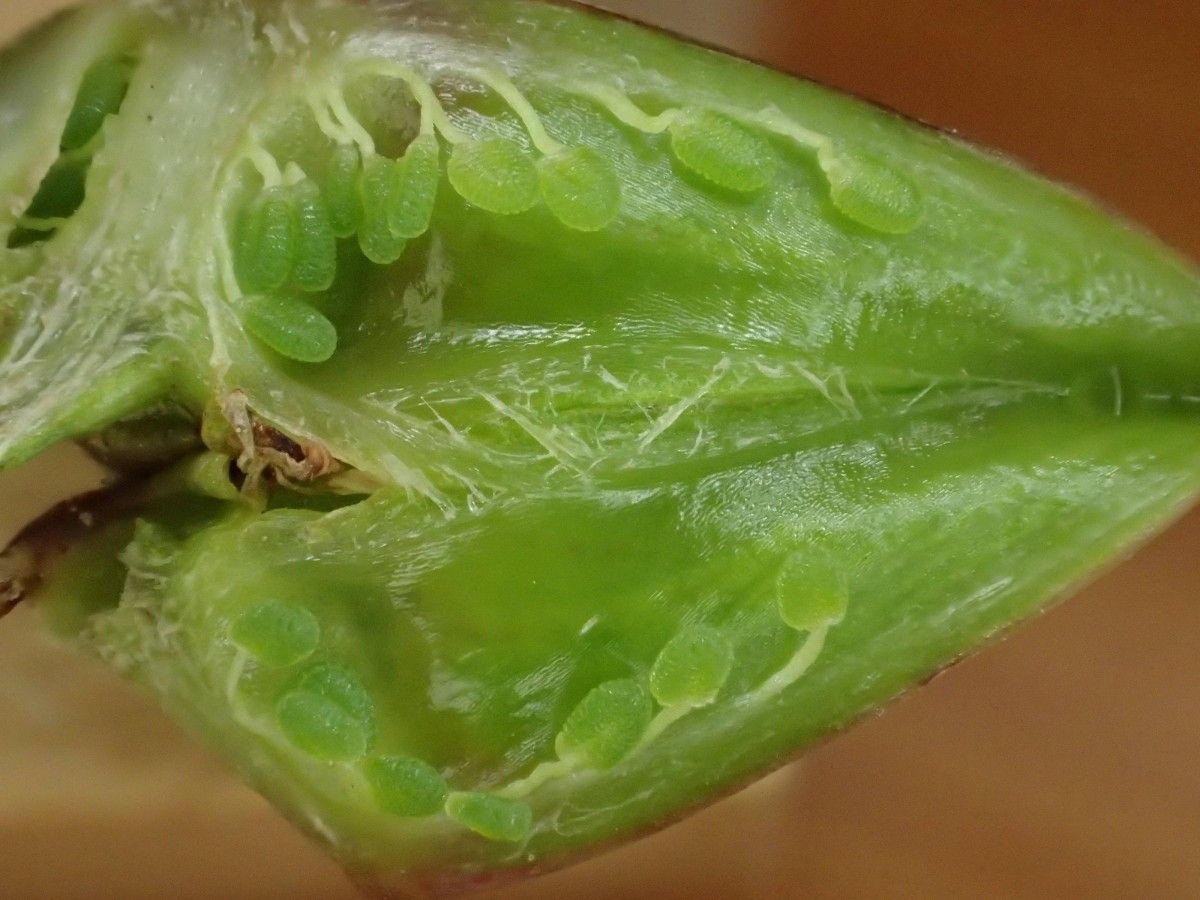 Damasonium polyspermum leaf