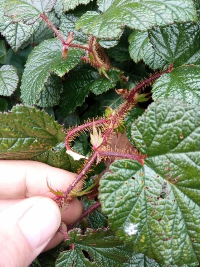 Rubus tricolor flower