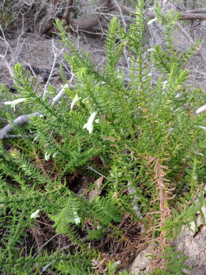 Chloanthes stoechadis habit