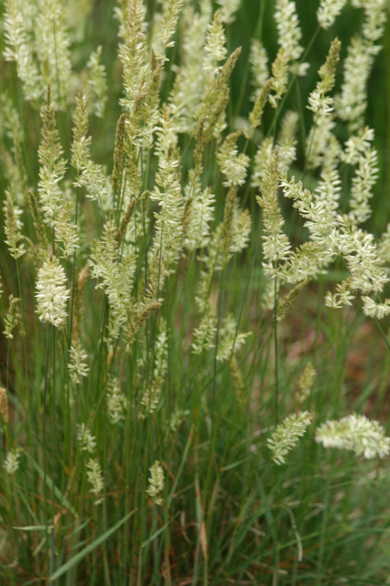 Koeleria nitidula flower