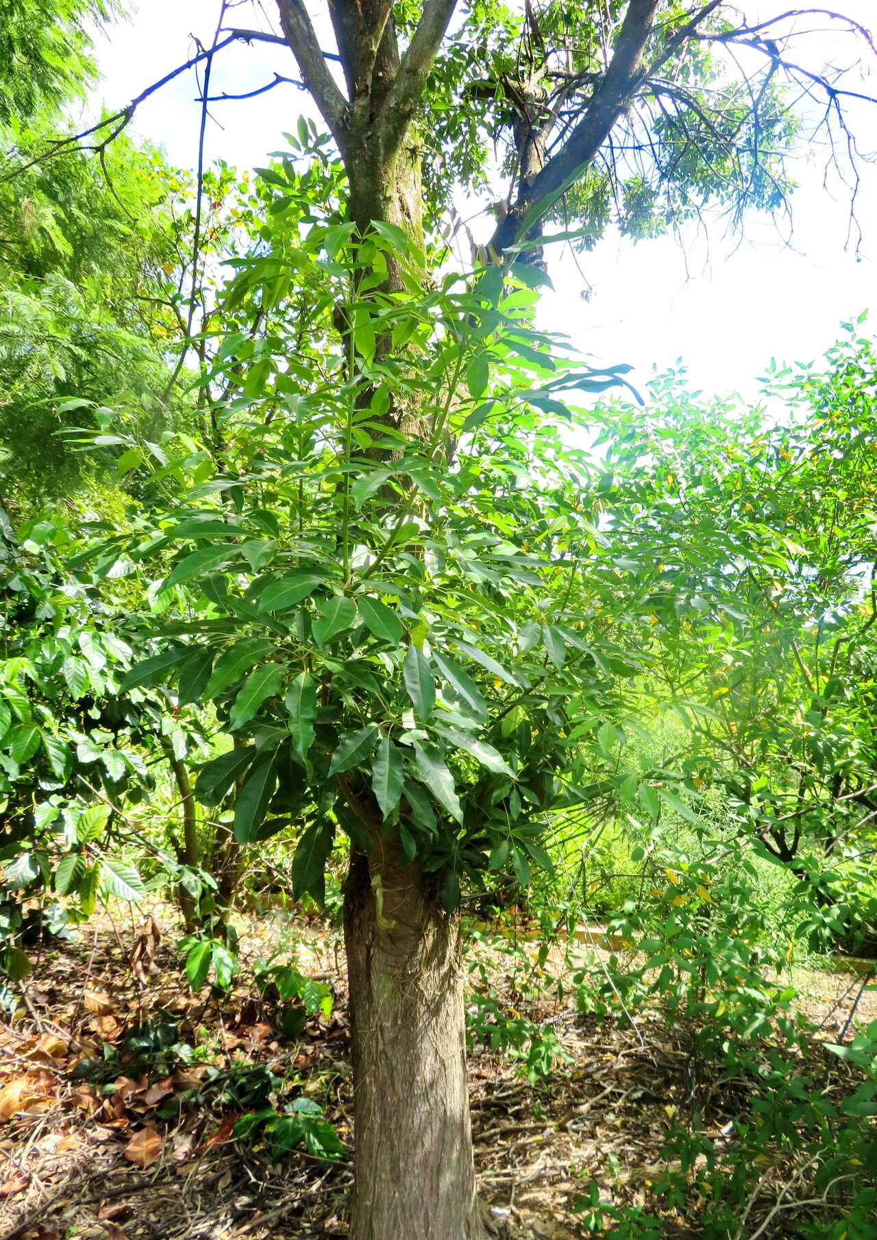 Tabebuia angustata habit