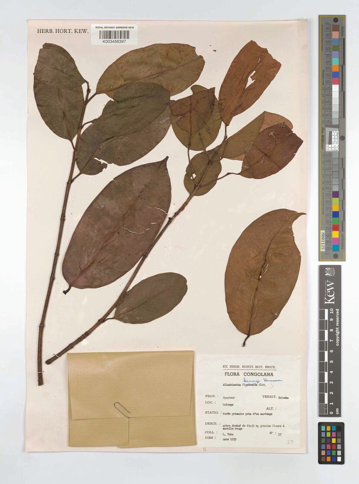 Allanblackia kisonghi — related species from the same genus