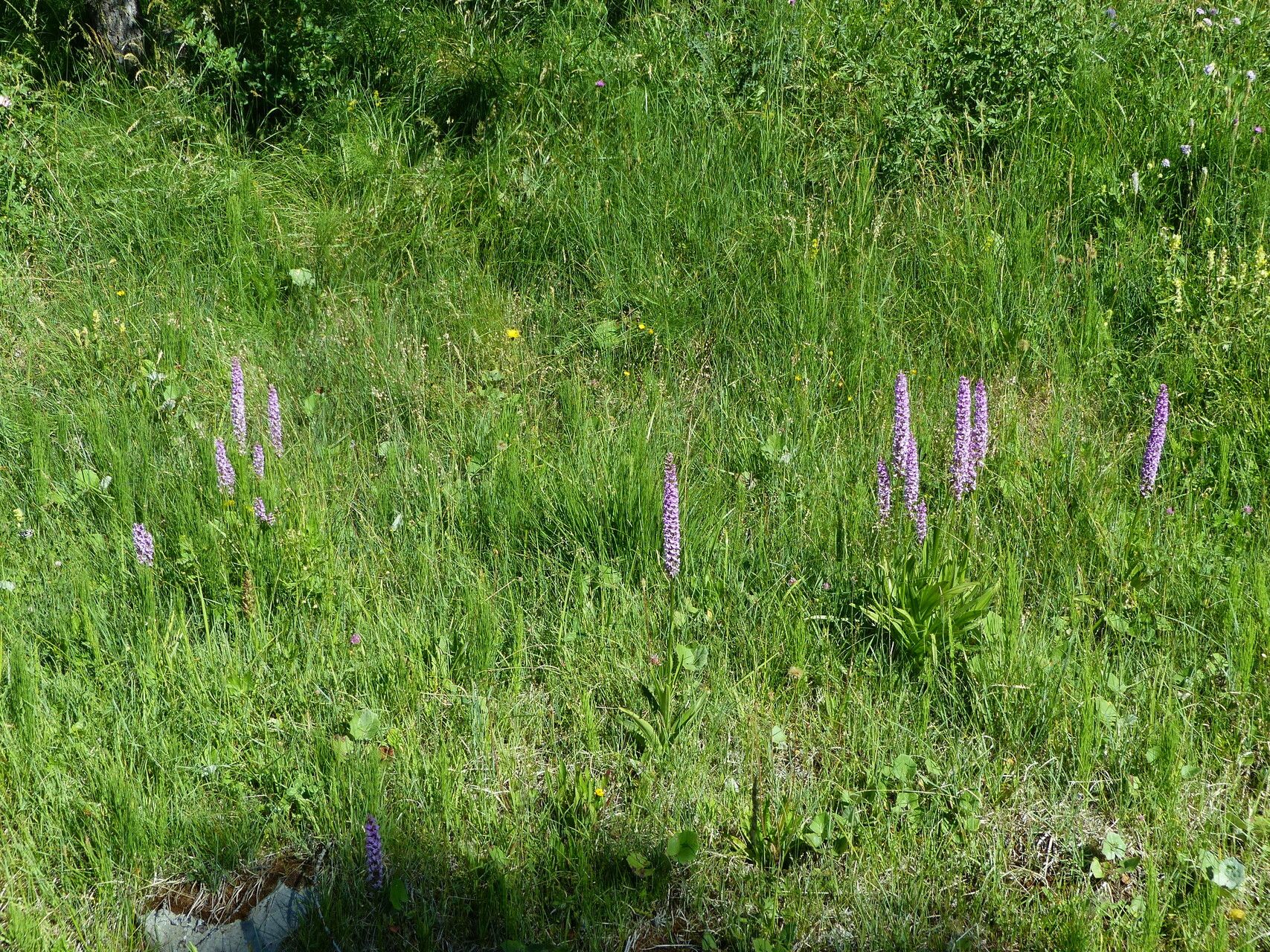 Gymnadenia densiflora other