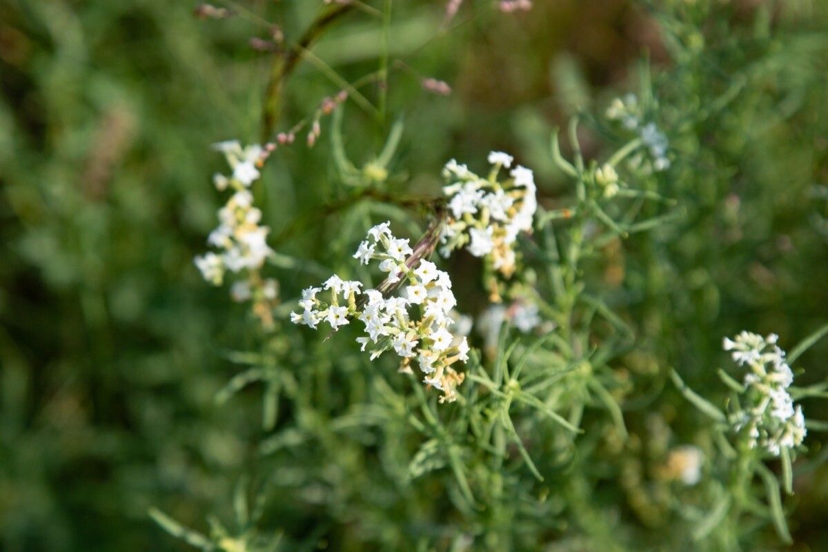 Heliotropium lineare — search result for 'Heliotropium'