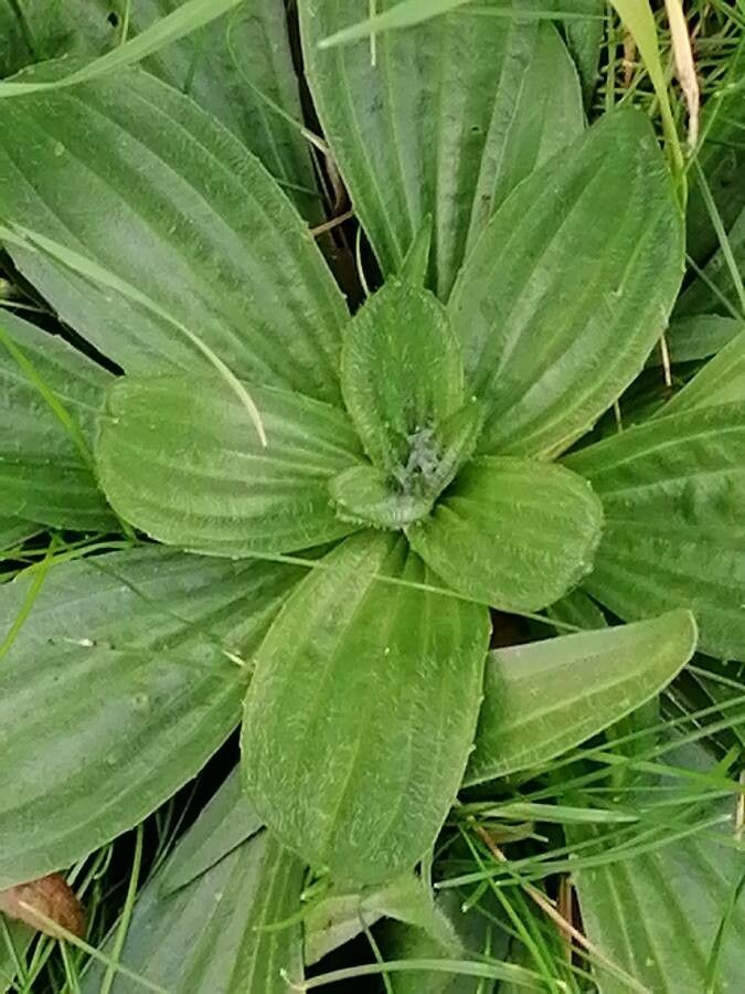 Plantago media