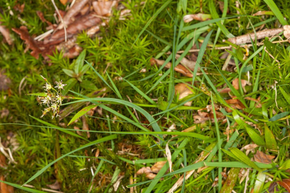 Luzula pilosa leaf