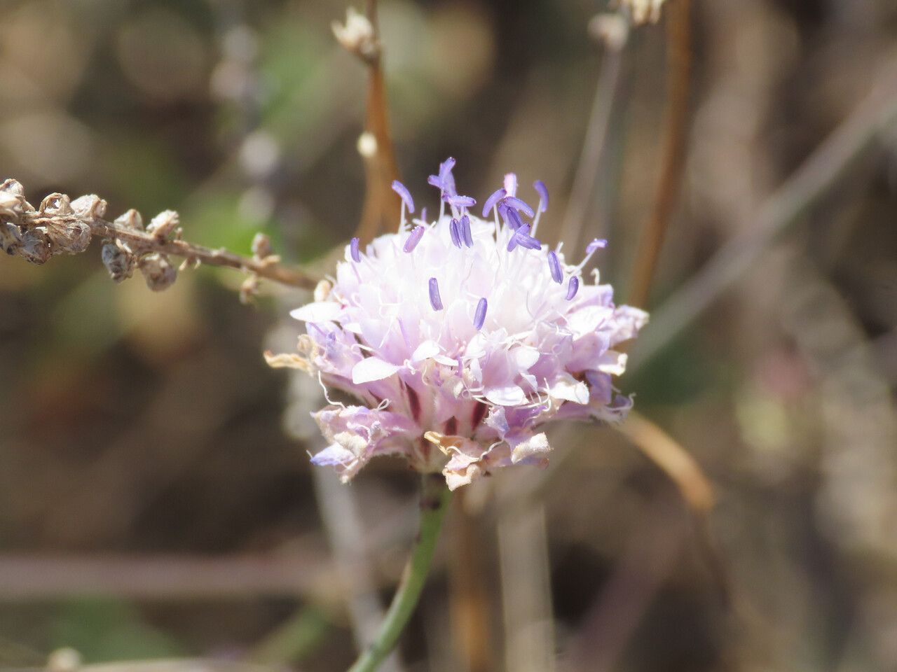 Cephalaria transylvanica flower