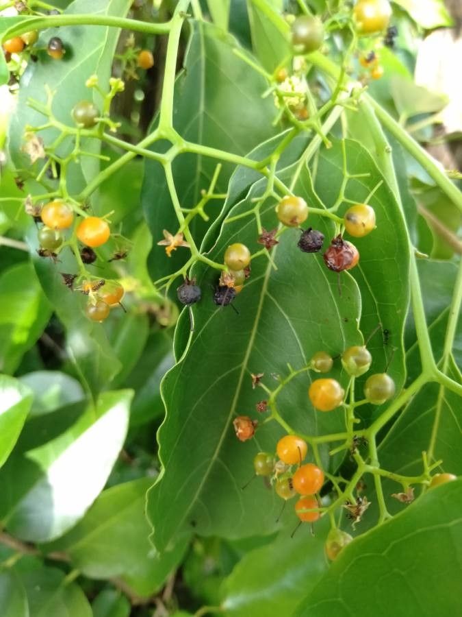 Ehretia philippinensis fruit