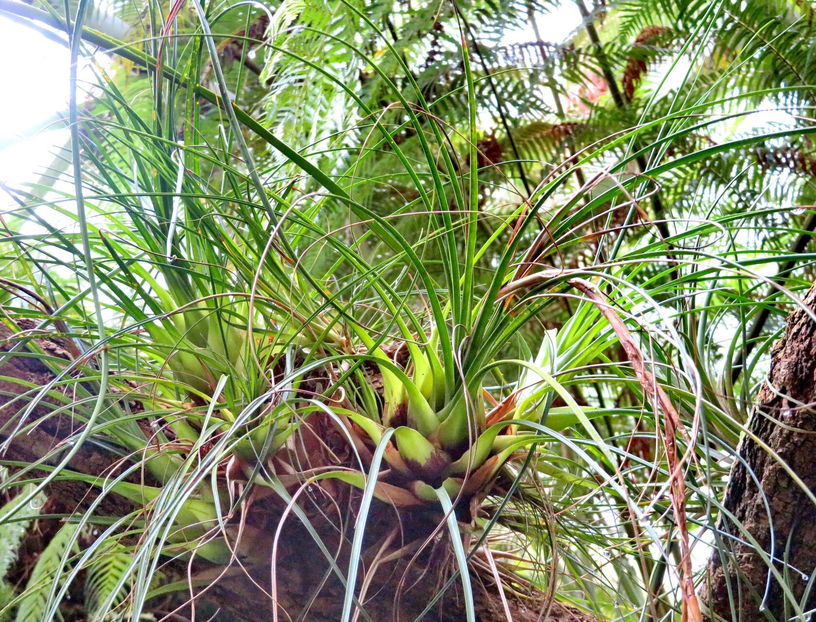 Tillandsia kirchhoffiana habit