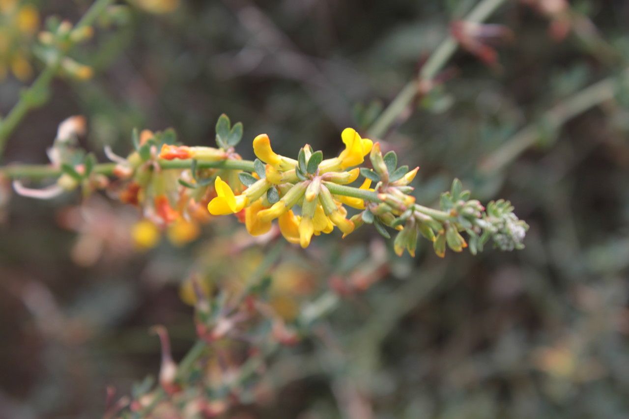 Syrmatium veatchii flower