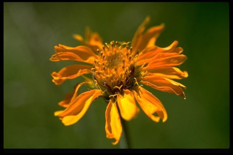 Raillardella pringlei flower
