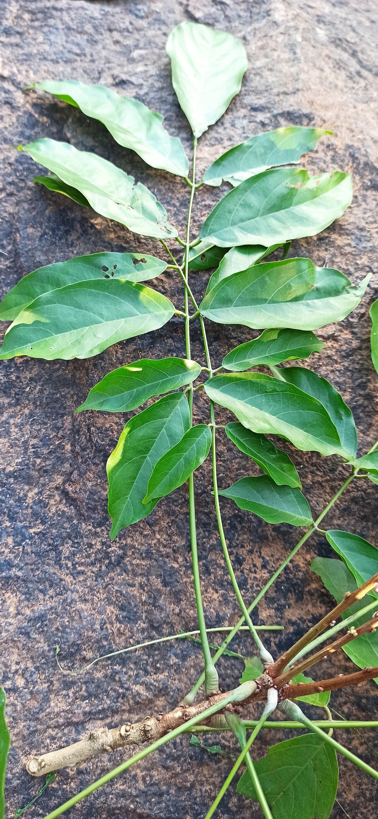 Millettia sanagana — houseplant care guide