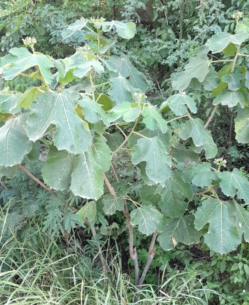 Cnidoscolus vitifolius habit