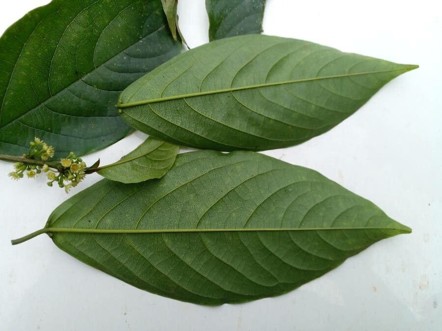 Colubrina spinosa leaf