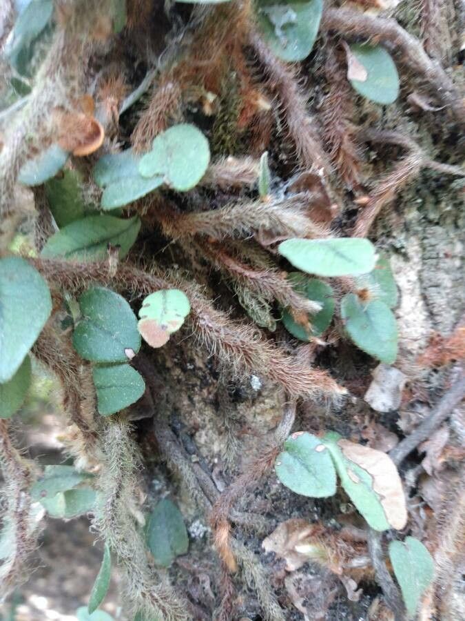 Microgramma vacciniifolia bark