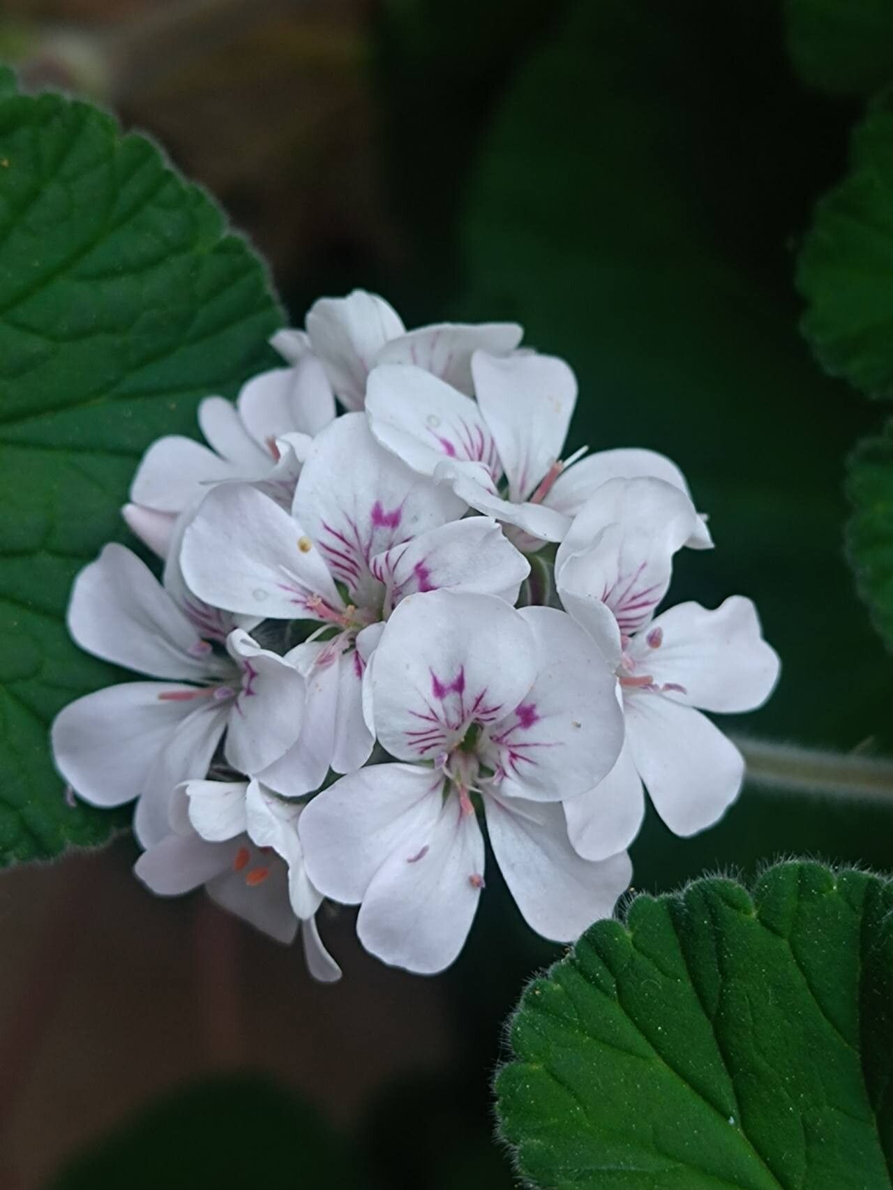 Pelargonium australe flower