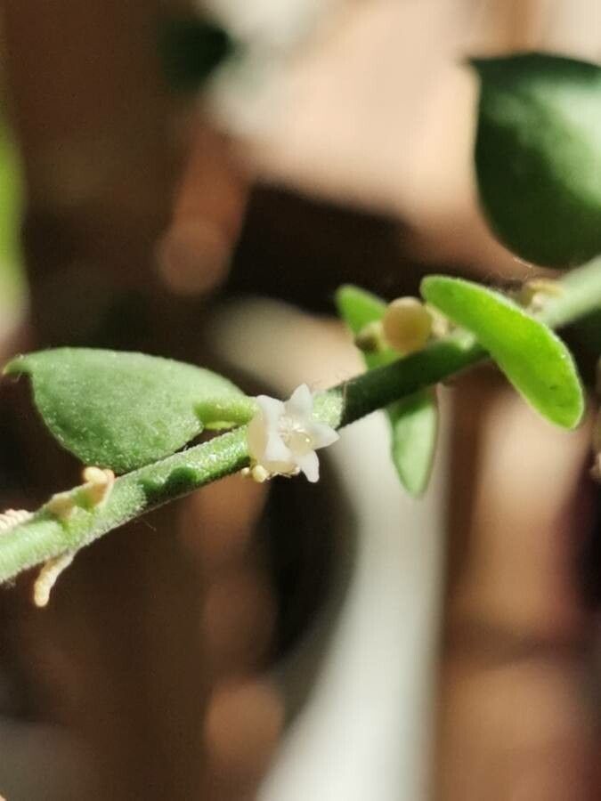 Dischidia ruscifolia flower