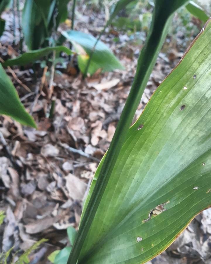 Aspidistra lurida bark