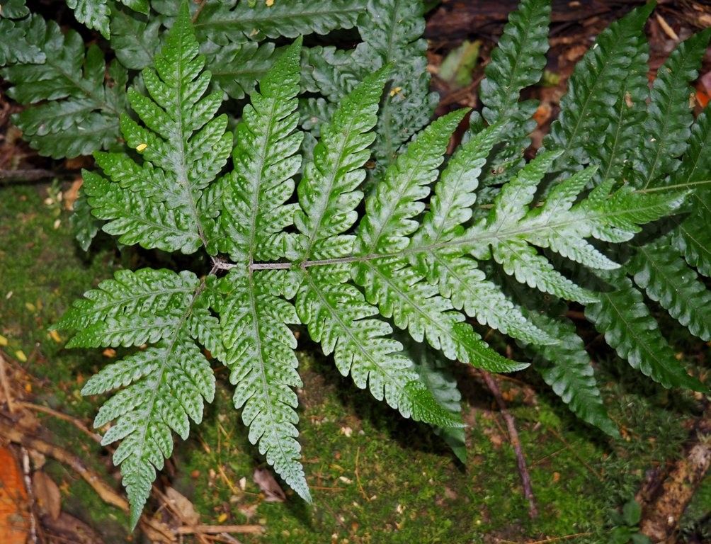 Tectaria pseudosinuata — houseplant care guide