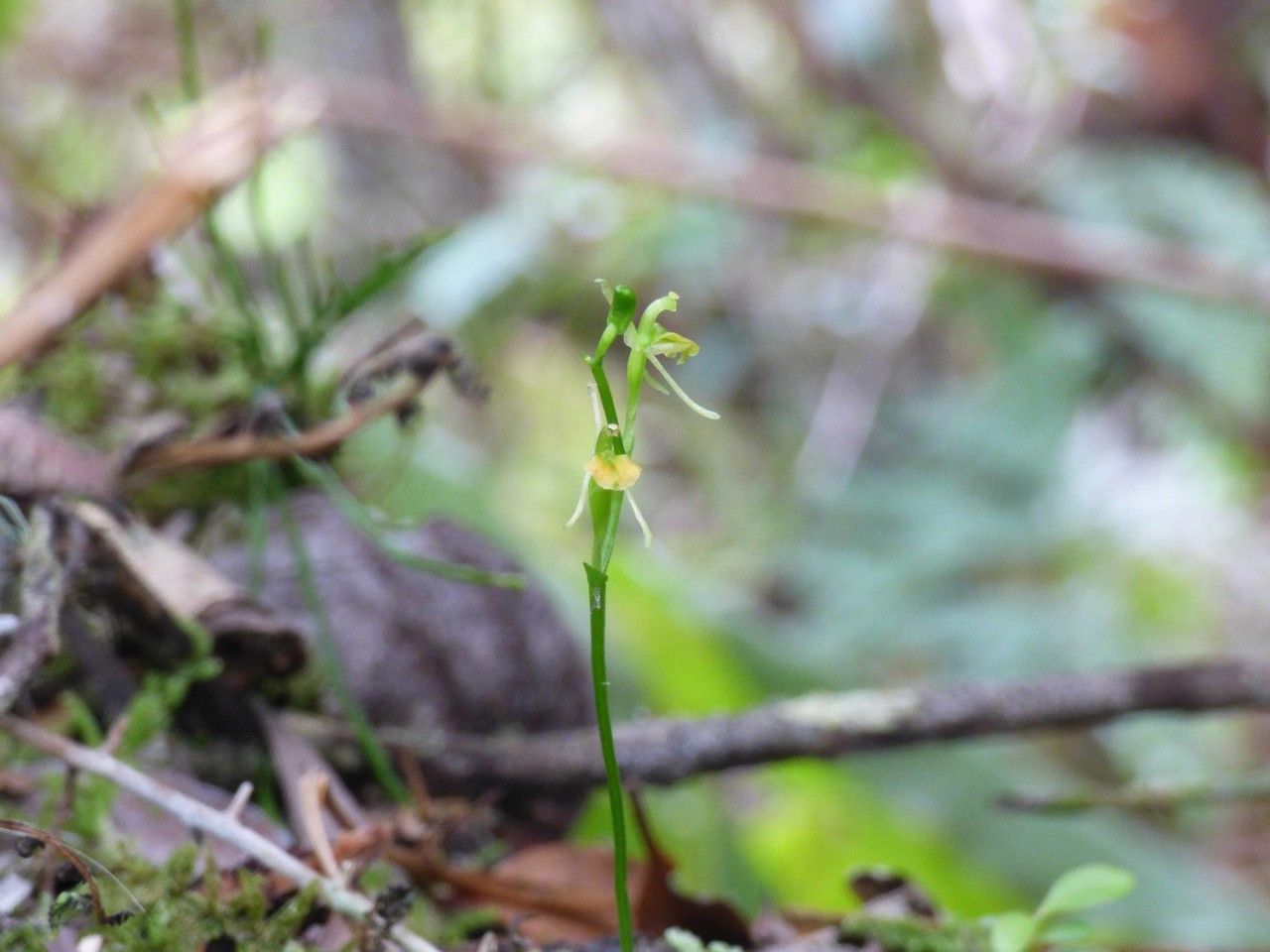 Liparis ambohimangana flower