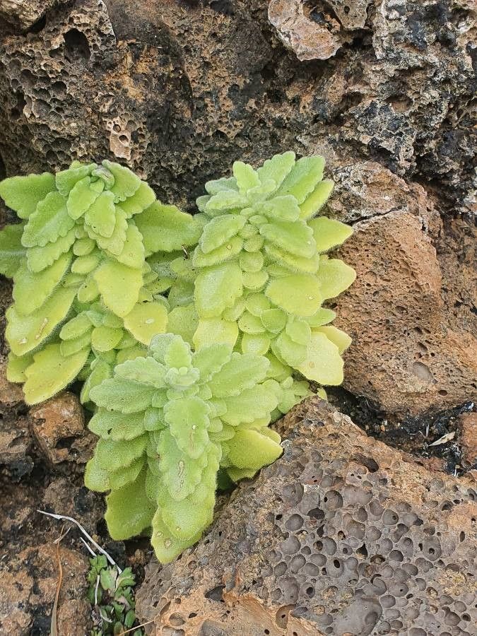 Aeollanthus repens — houseplant care guide