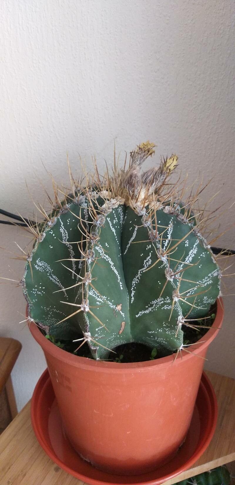 Astrophytum ornatum fruit