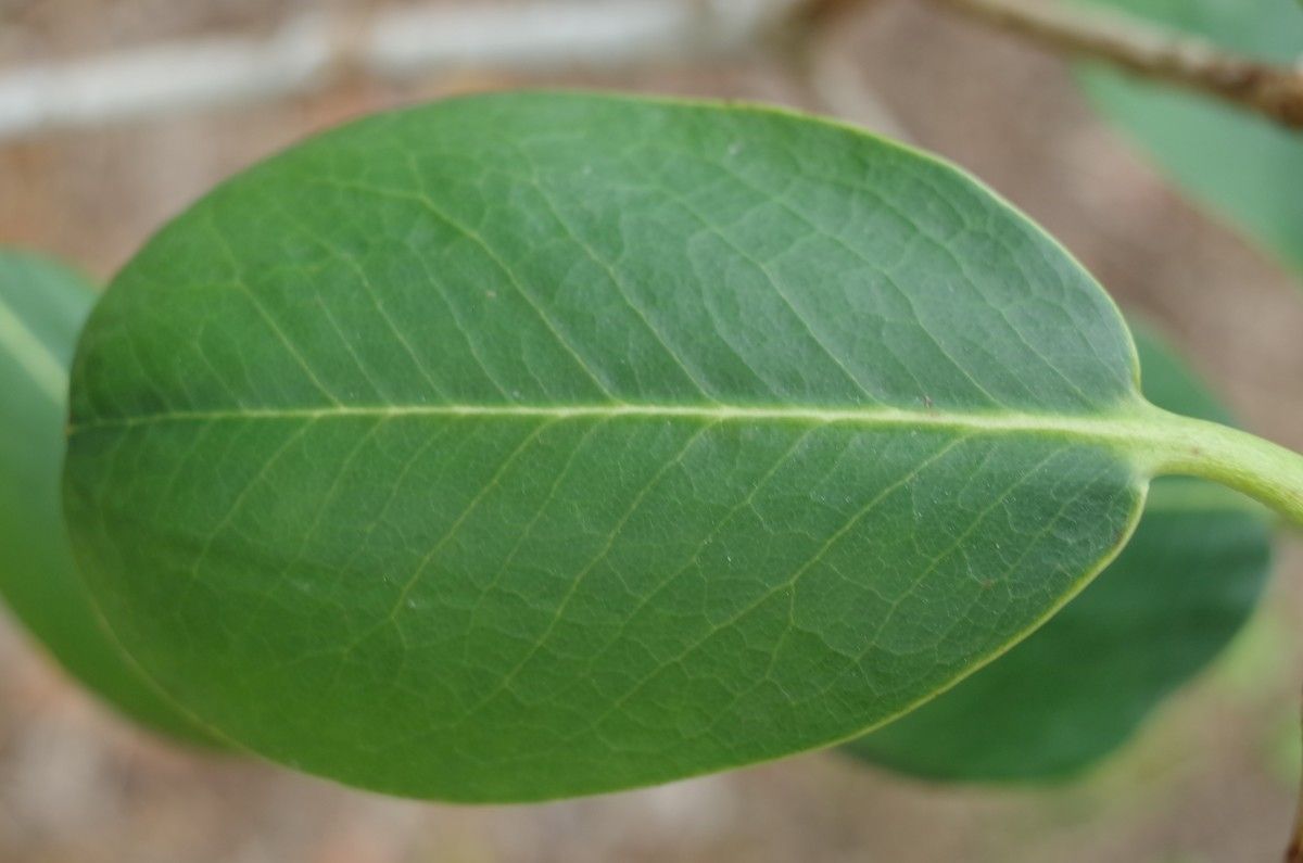 Rhododendron cyanocarpum — houseplant care guide