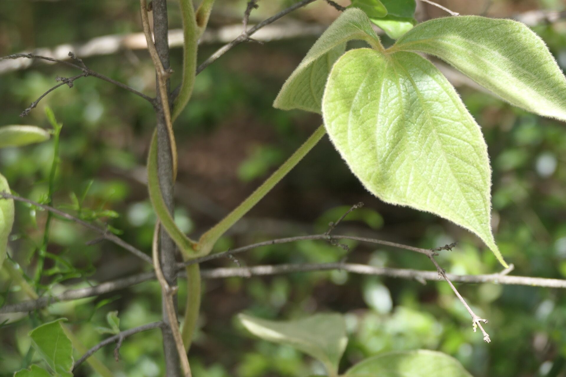 Dioscorea dregeana leaf