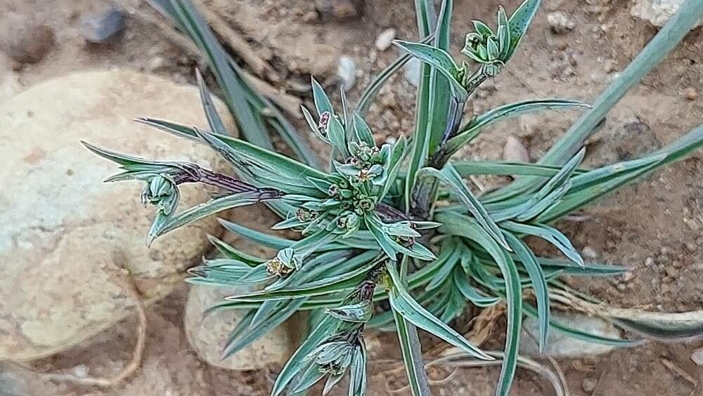 Bupleurum semicompositum flower