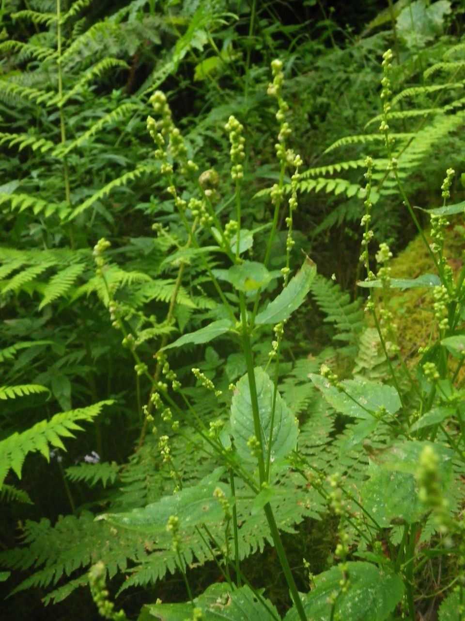 Mercurialis canariensis flower
